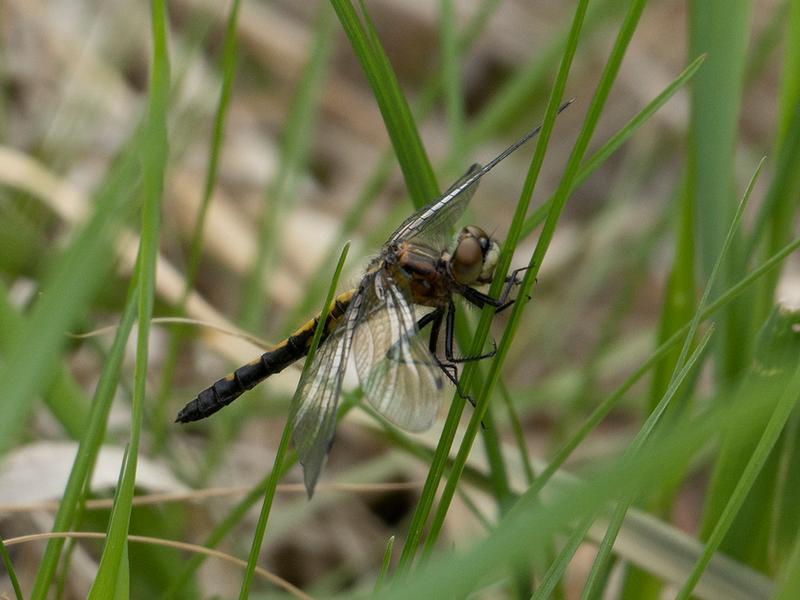 Photo of Dot-tailed Whiteface