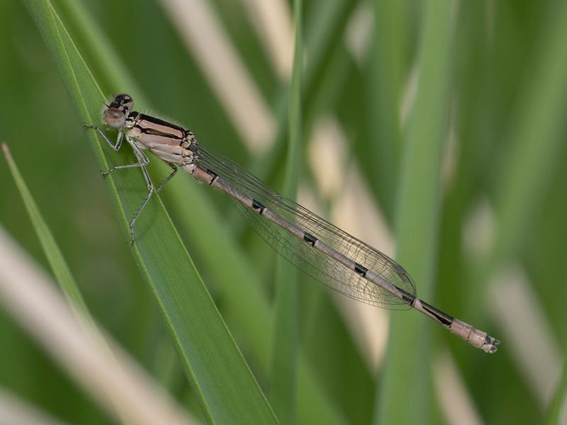 Photo of Familiar Bluet