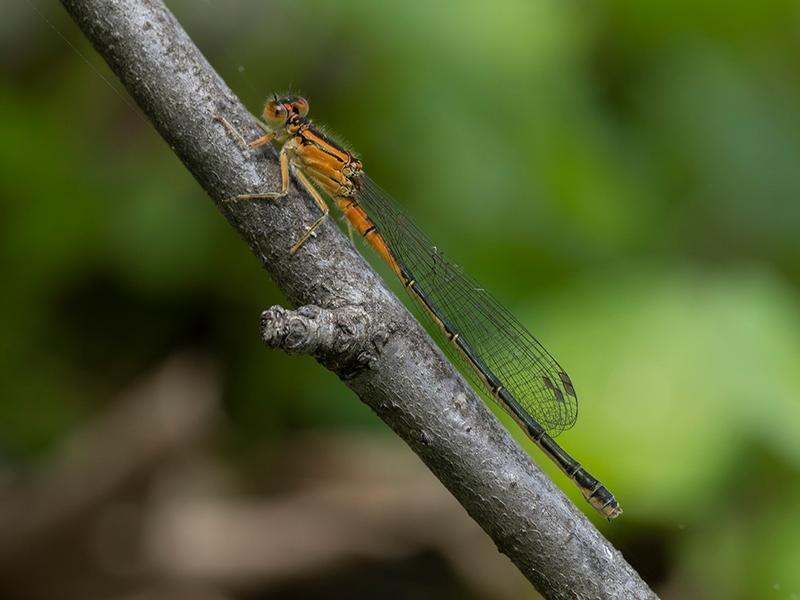 Photo of Eastern Forktail
