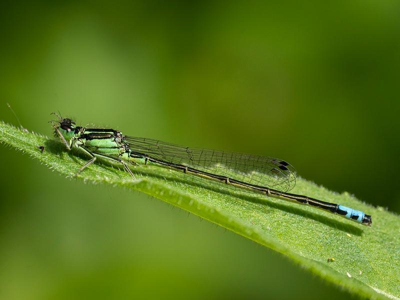 Photo of Eastern Forktail