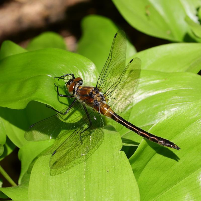 Photo of American Emerald