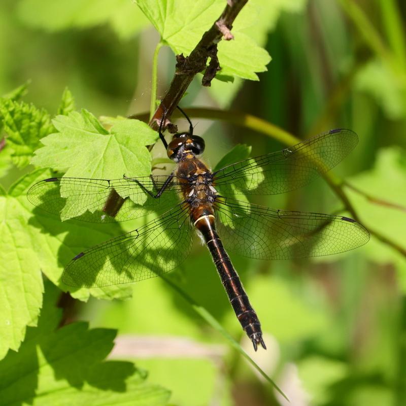 Photo of American Emerald