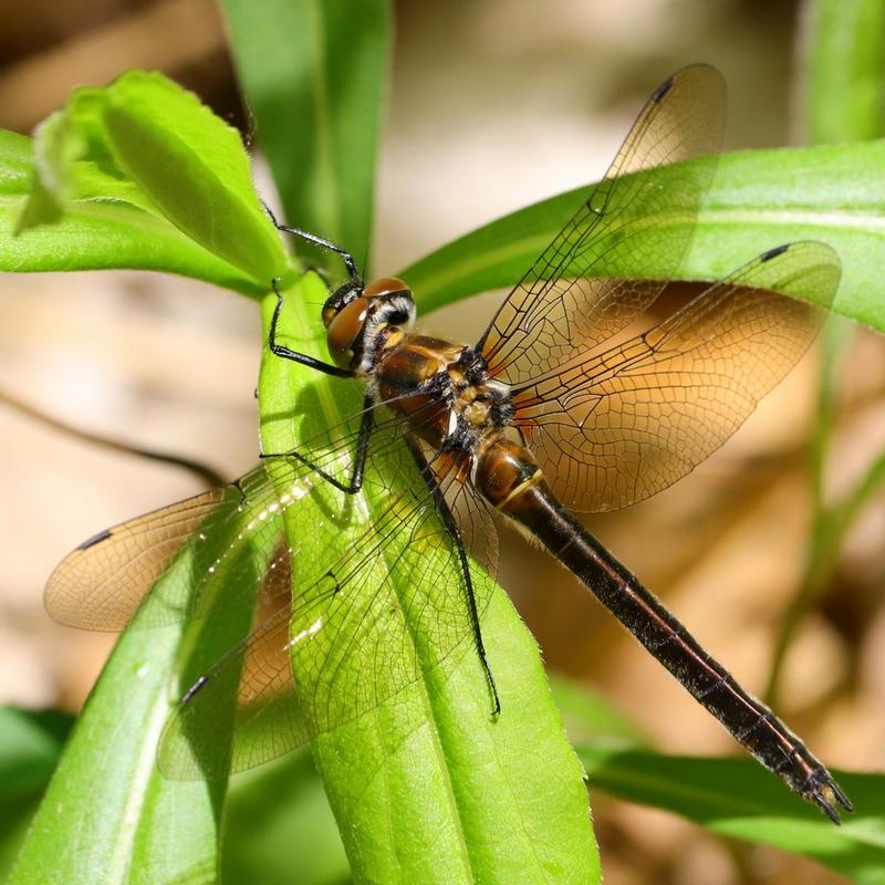 Photo of American Emerald