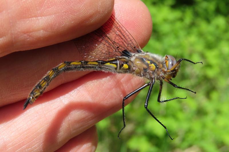 Photo of Beaverpond Baskettail