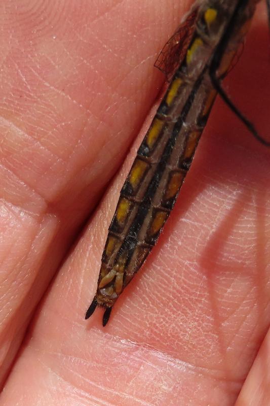 Photo of Beaverpond Baskettail