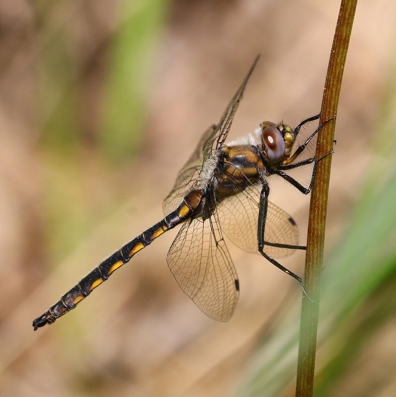 Photo of Beaverpond Baskettail