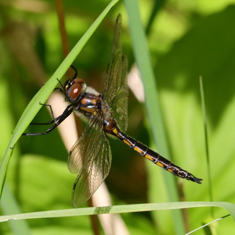 Photo of Spiny Baskettail