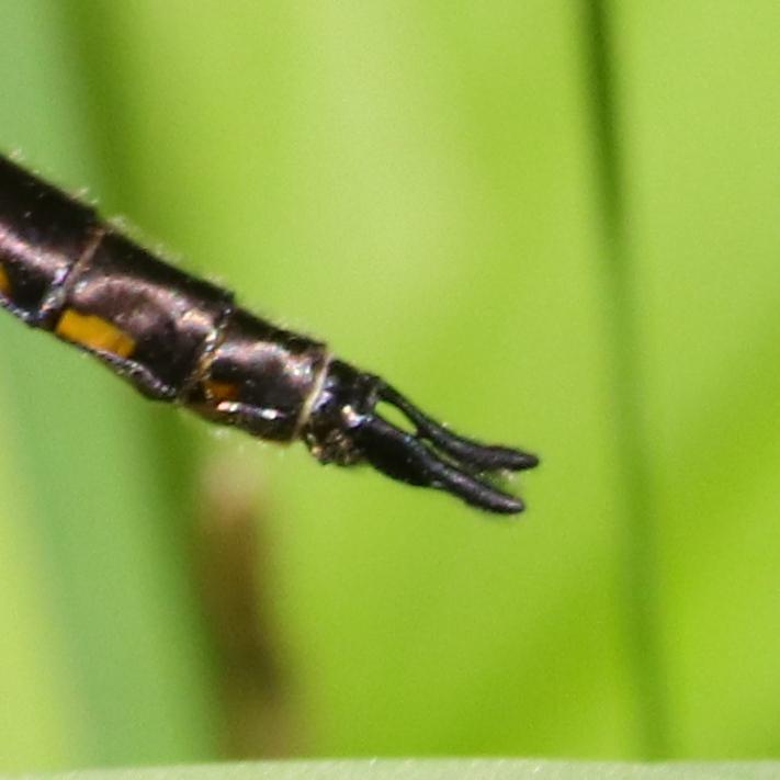 Photo of Spiny Baskettail