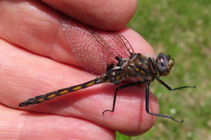 Photo of Beaverpond Baskettail