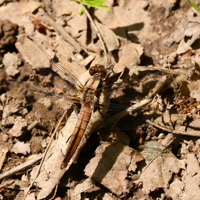Photo of Chalk-fronted Corporal