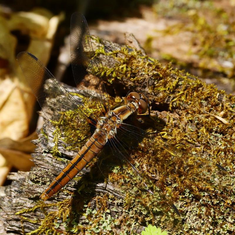 Photo of Chalk-fronted Corporal