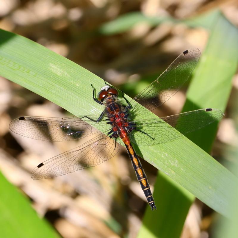 Photo of Hudsonian Whiteface