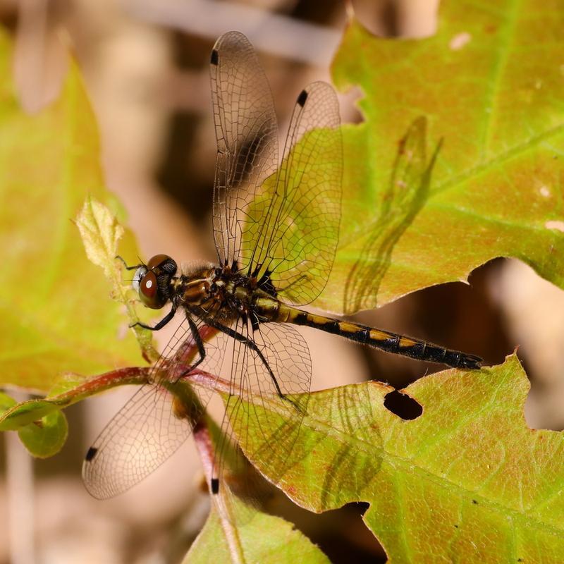 Photo of Hudsonian Whiteface