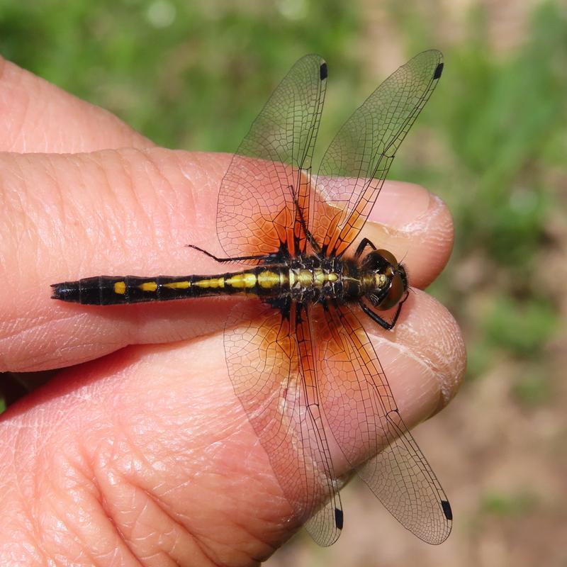 Photo of Dot-tailed Whiteface