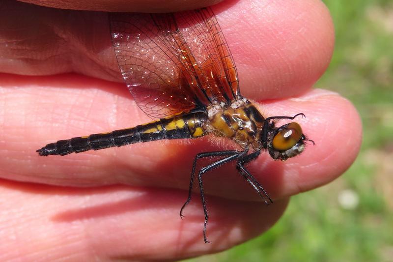 Photo of Dot-tailed Whiteface