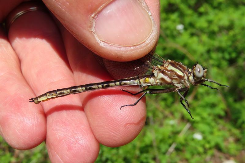 Photo of Dusky Clubtail