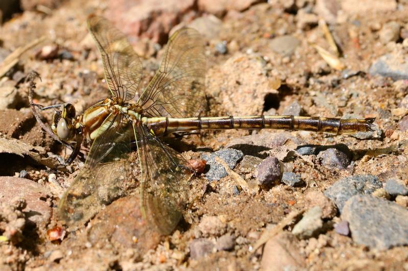 Photo of Dusky Clubtail
