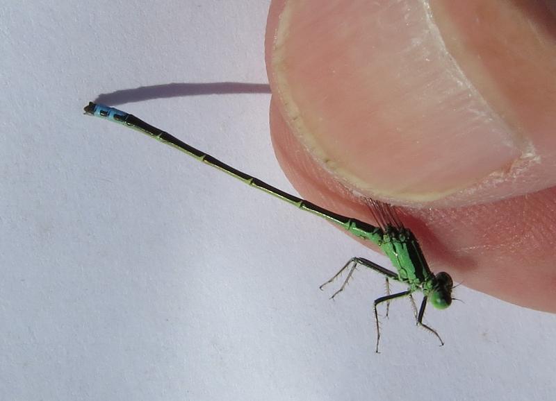 Photo of Eastern Forktail