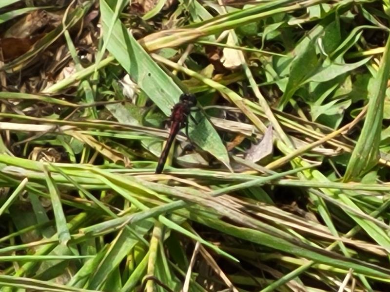 Photo of Hudsonian Whiteface