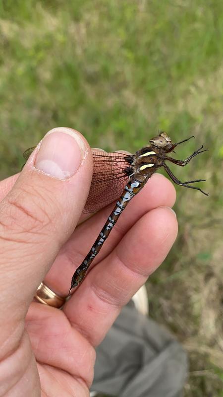 Photo of Springtime Darner
