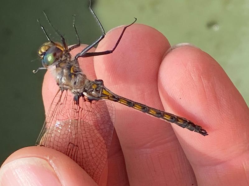 Photo of Beaverpond Baskettail