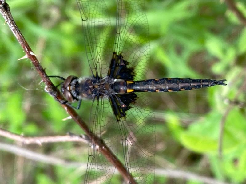 Photo of Common Baskettail