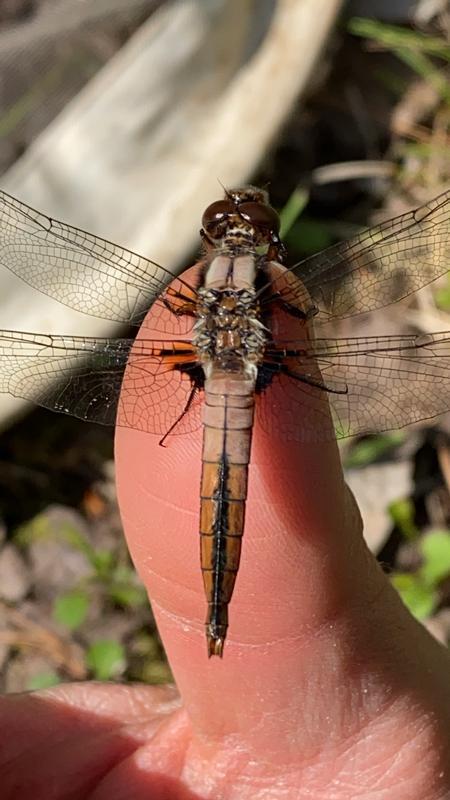 Photo of Chalk-fronted Corporal