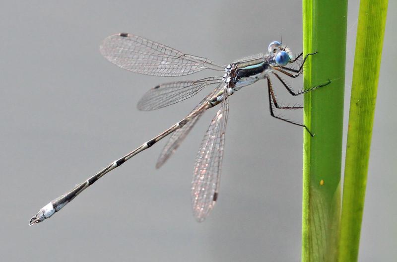 Photo of Southern Spreadwing