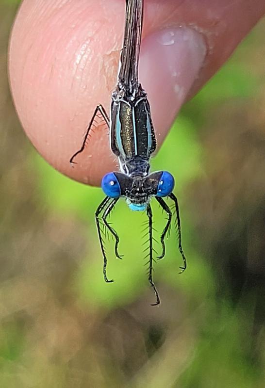 Photo of Southern Spreadwing