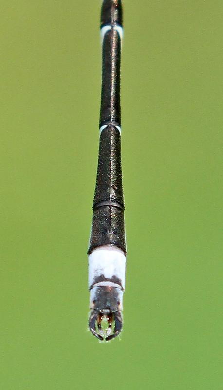 Photo of Southern Spreadwing