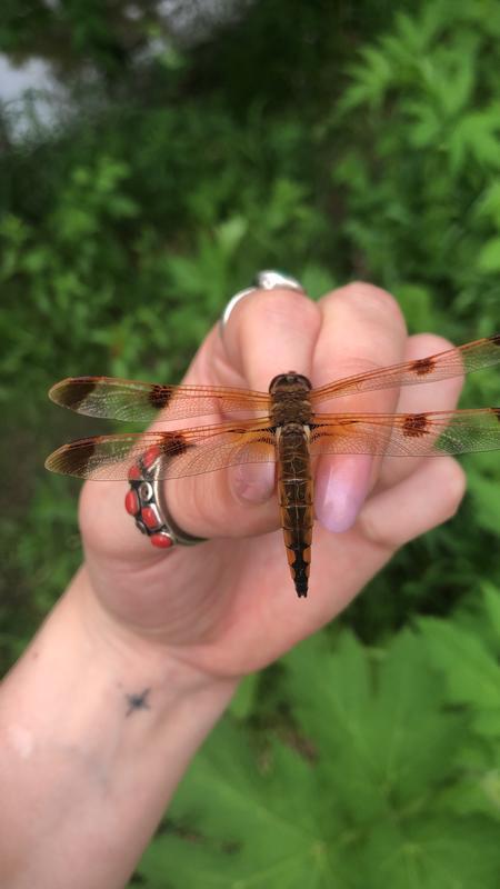 Photo of Painted Skimmer