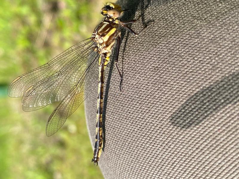 Photo of Dusky Clubtail
