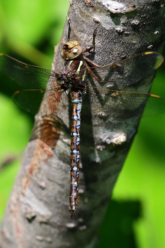 Photo of Springtime Darner