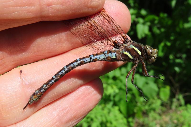 Photo of Springtime Darner