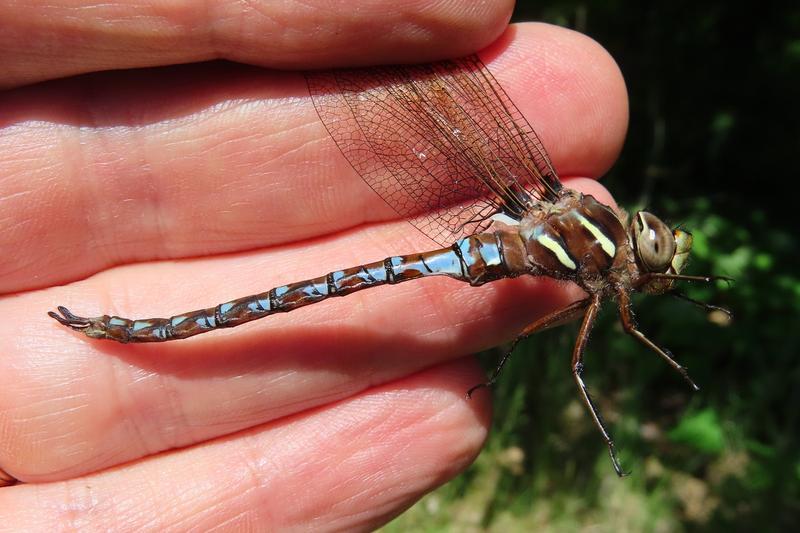 Photo of Springtime Darner