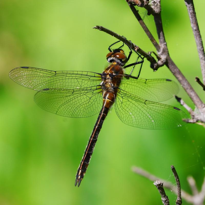 Photo of American Emerald
