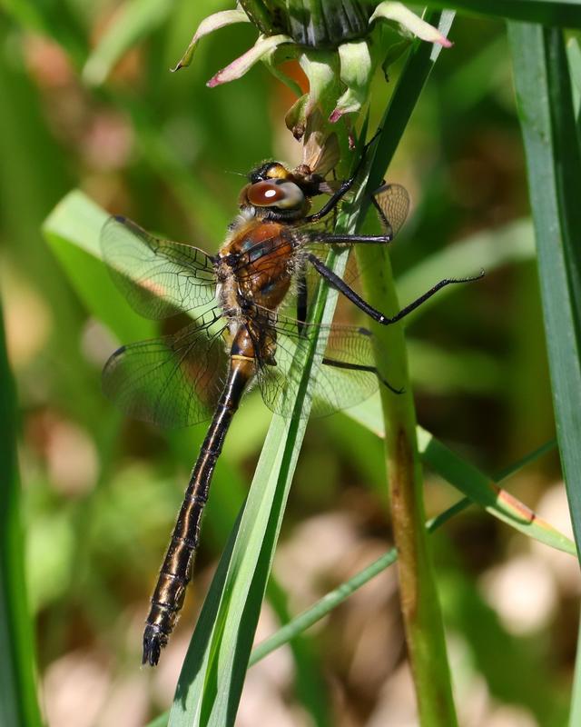 Photo of American Emerald