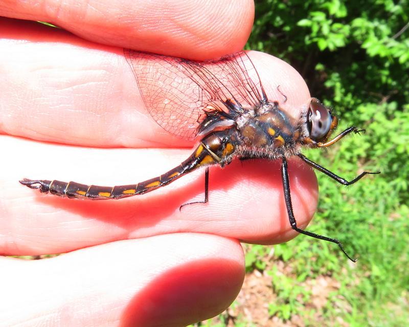 Photo of Common Baskettail