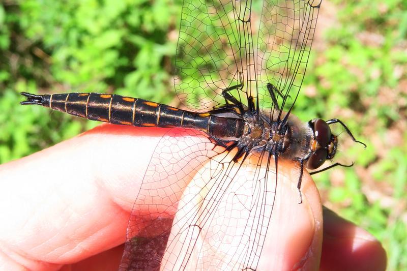 Photo of Common Baskettail