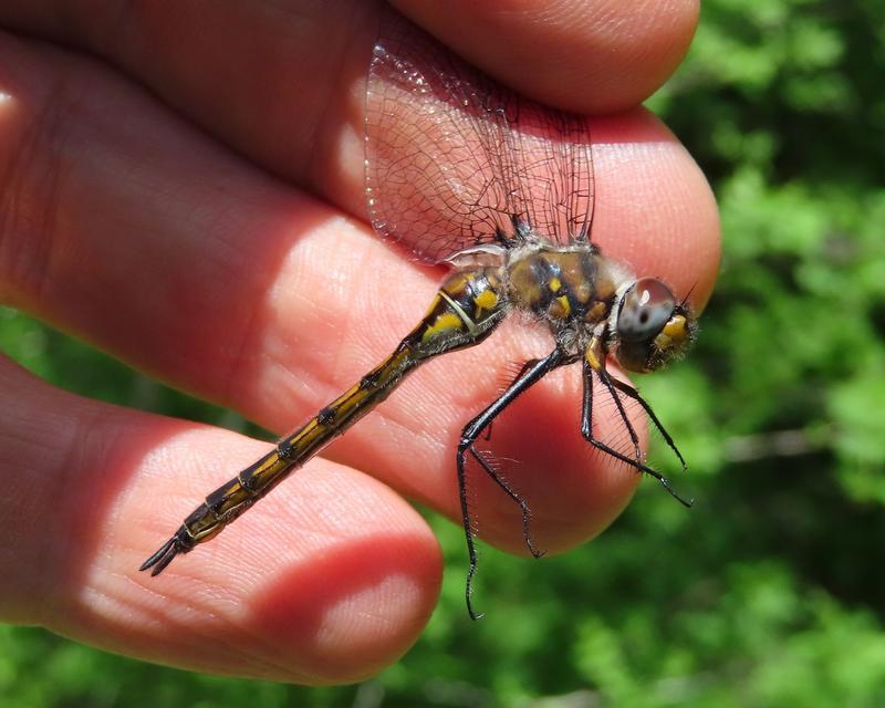 Photo of Spiny Baskettail