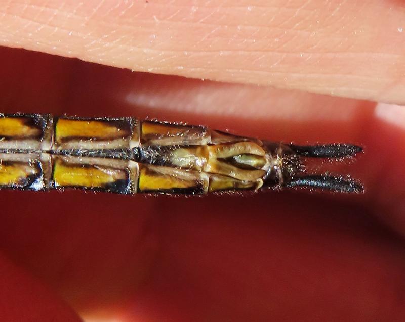 Photo of Spiny Baskettail