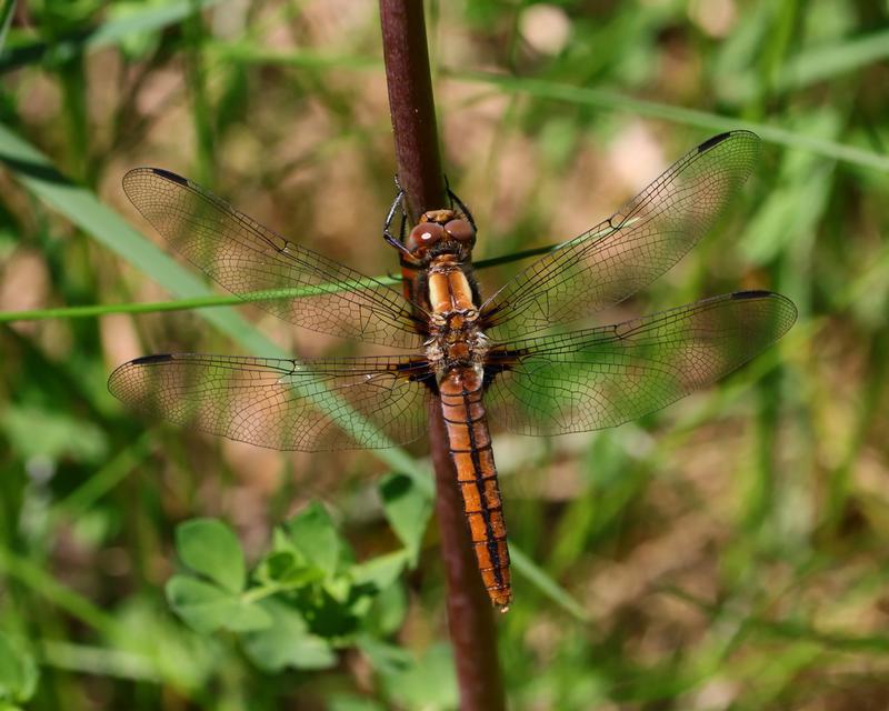 Photo of Chalk-fronted Corporal