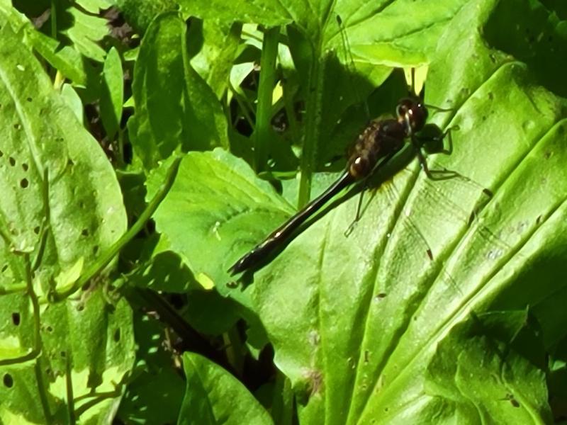 Photo of Racket-tailed Emerald