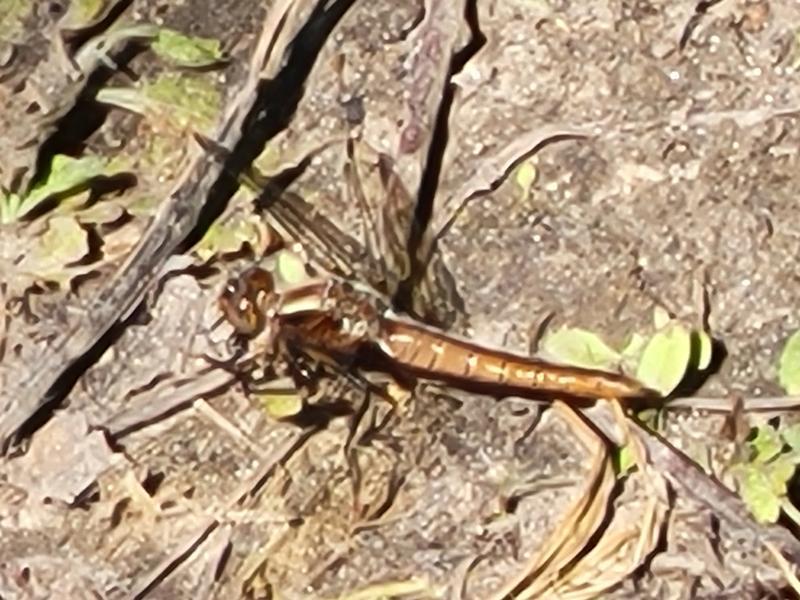 Photo of Chalk-fronted Corporal