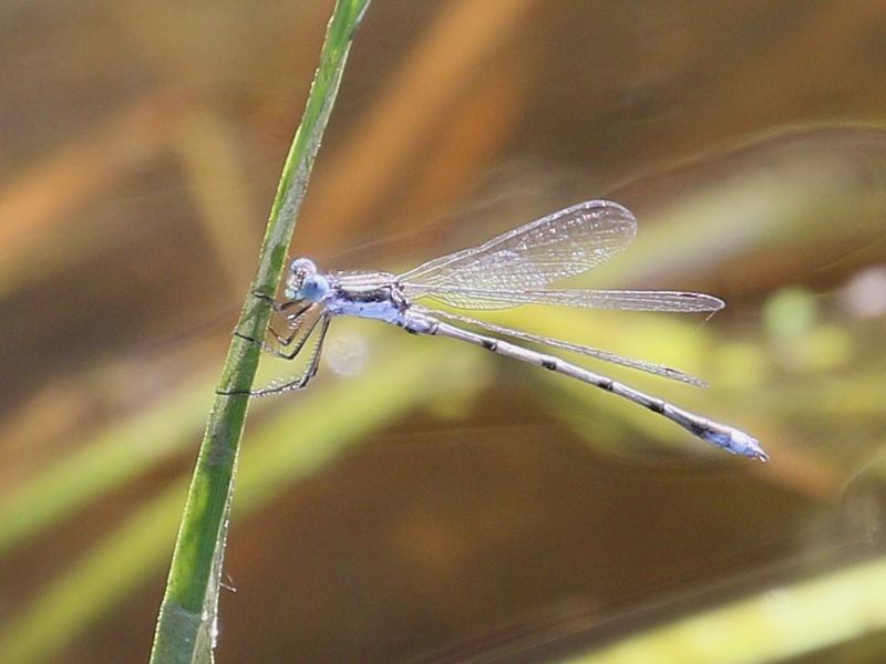 Photo of Southern Spreadwing