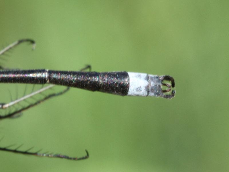 Photo of Southern Spreadwing