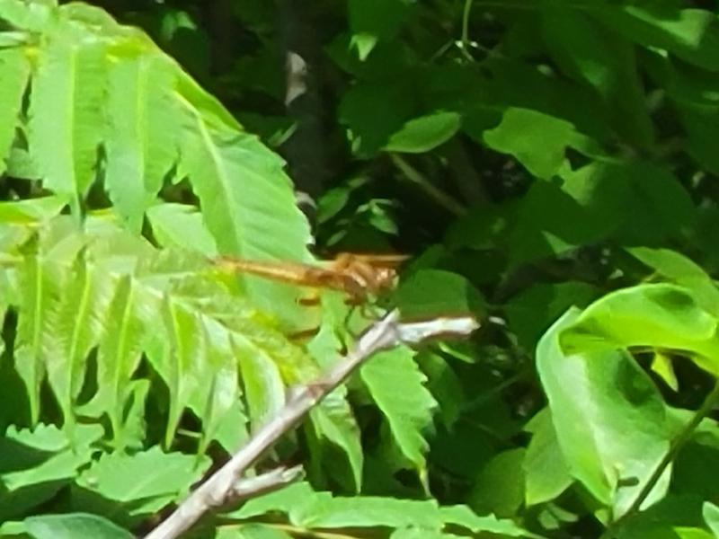 Photo of Painted Skimmer