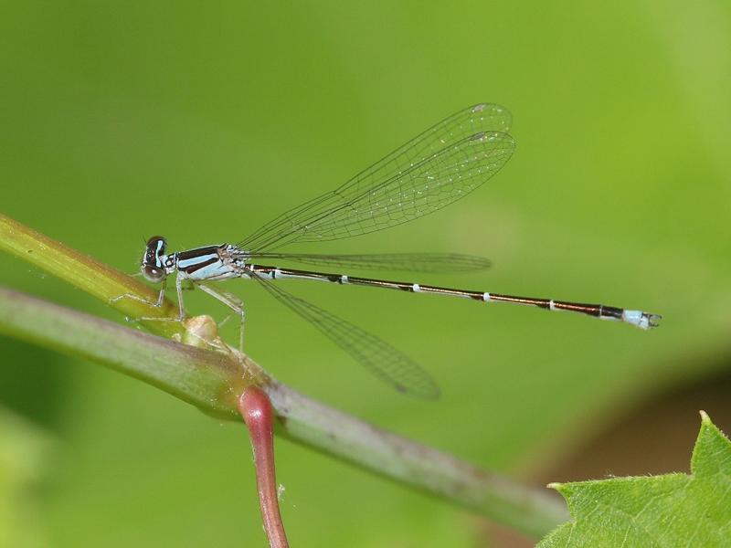 Photo of Orange Bluet