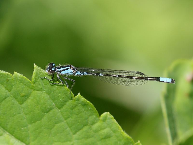 Photo of Skimming Bluet