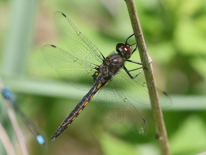 Photo of Common Baskettail